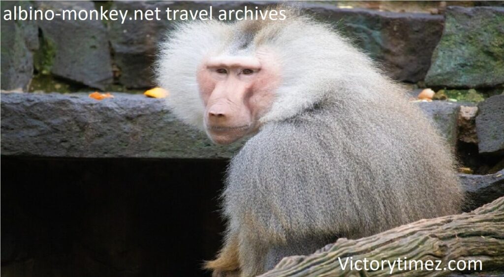 albino-monkey.net travel archives